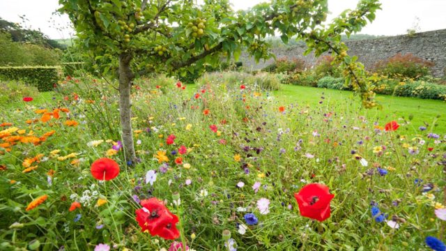 5 flowers to sow in October for a colourful spring and summer